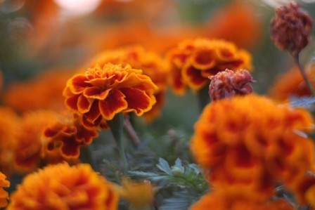 marigolds_(Ⅰ)11oct