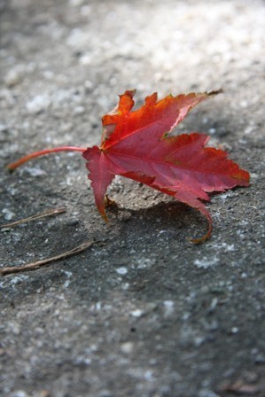 紅葉したきれいな落ち葉
