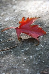 紅葉したきれいな落ち葉