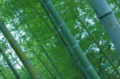 竹