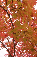 紅葉