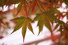 紅葉