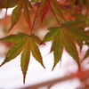 紅葉