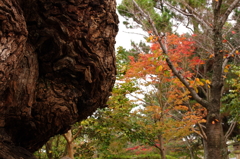 木
