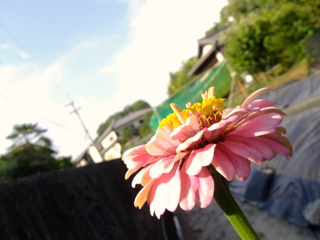 咲
