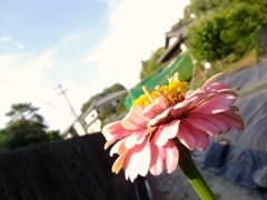 咲