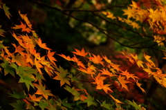 紅葉