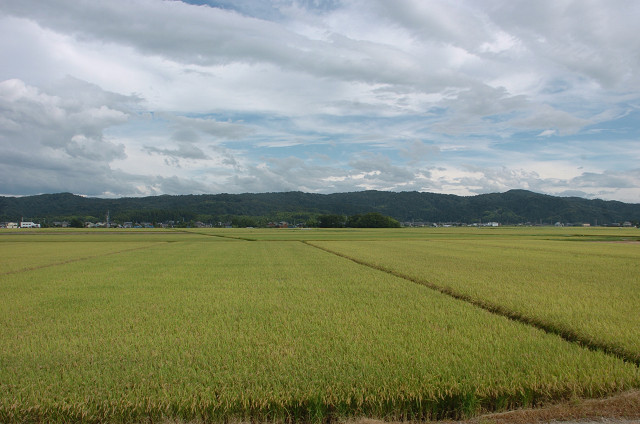 東光寺の田園風景
