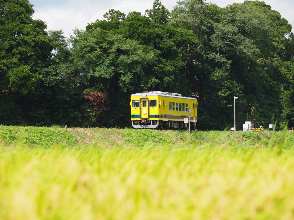 菜の花列車