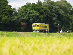 菜の花列車