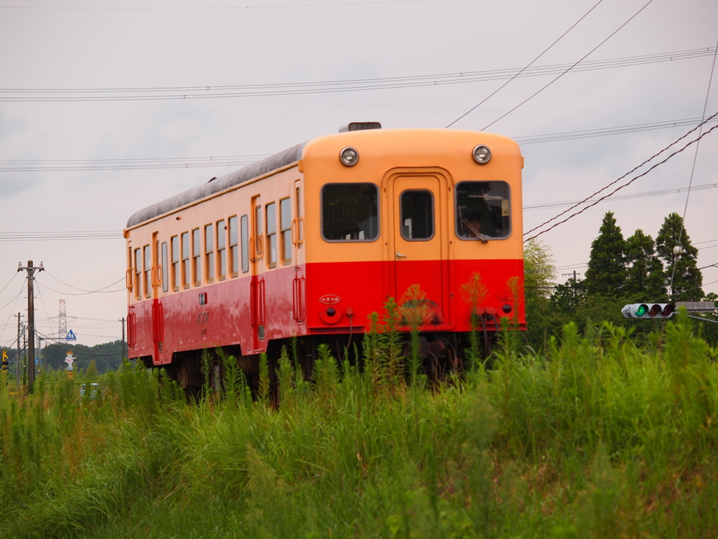 癒しの列車
