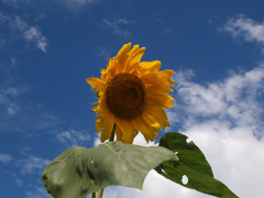 夏の花