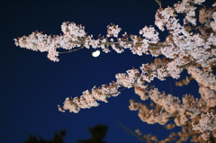 夕闇の桜