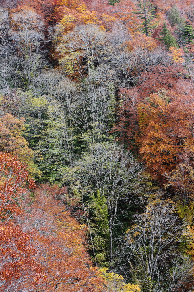 紅葉に挟まれて