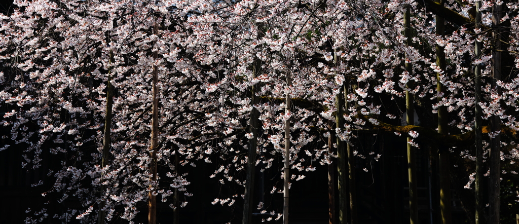 継体天皇縁の「花筺の桜」