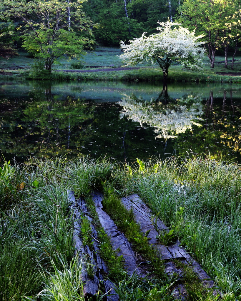 早朝の湖畔