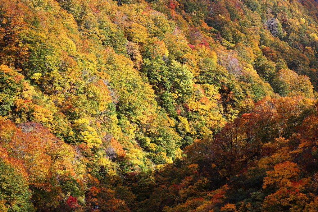 あっぱれ紅葉