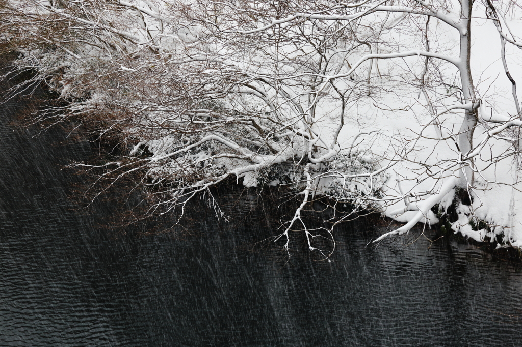 粉雪降る