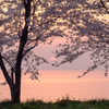 夕桜