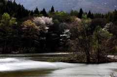 御鹿池の春