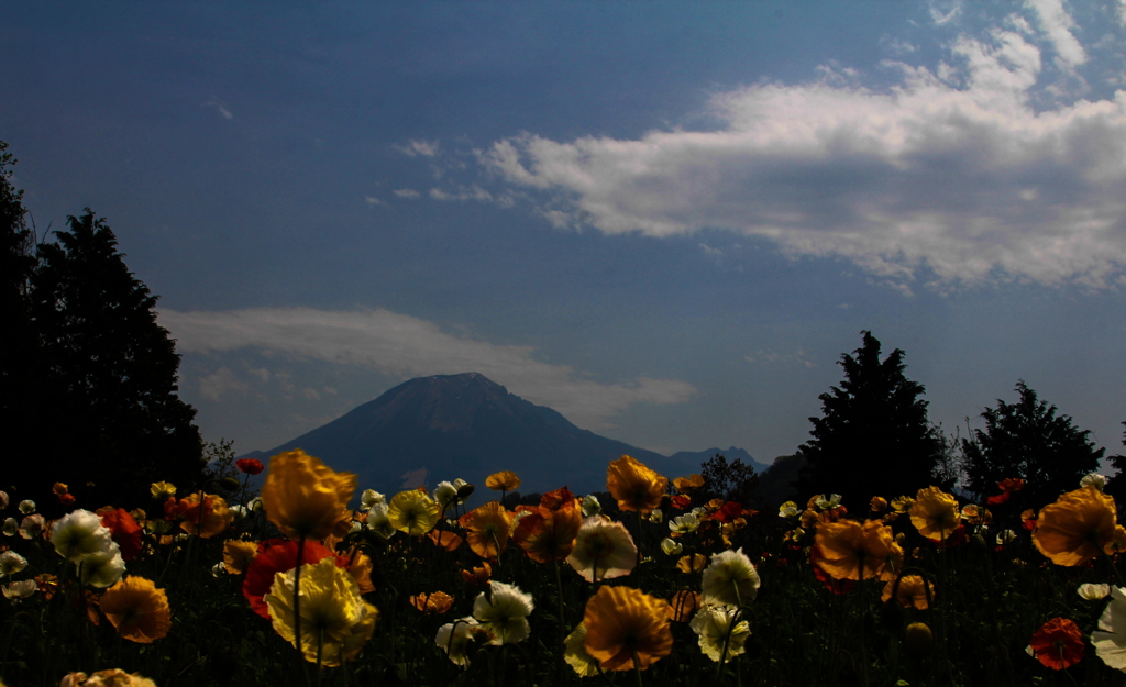 ポピーと大山