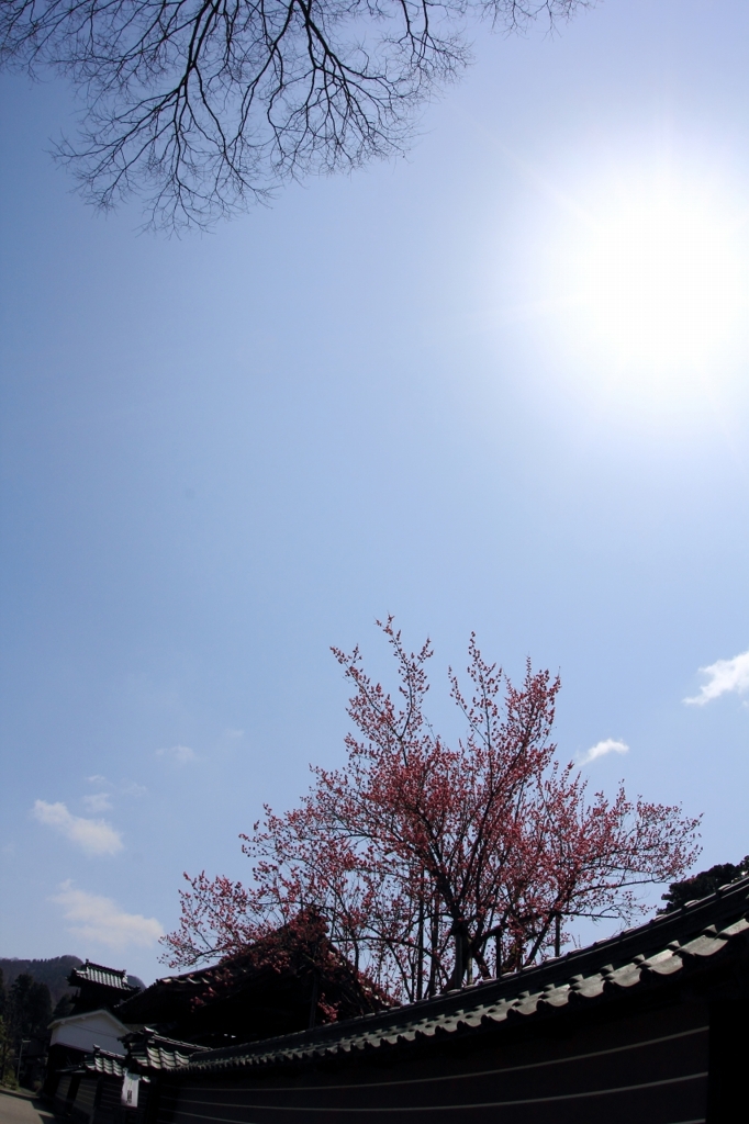 城福寺の紅梅
