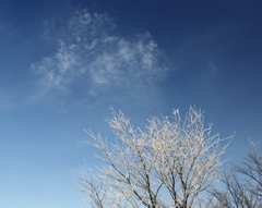 冬の青空