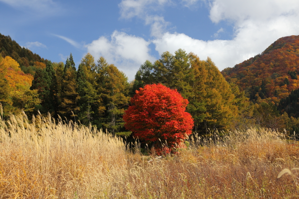 山里の楓