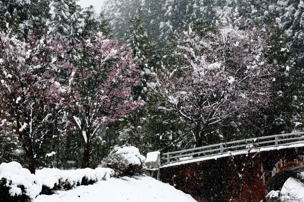 名残雪（３）