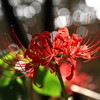 IMG_7903ed4
