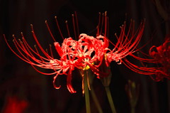 IMG_7944ed4