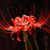 IMG_7944ed4