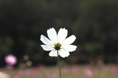 IMG_8012ed2