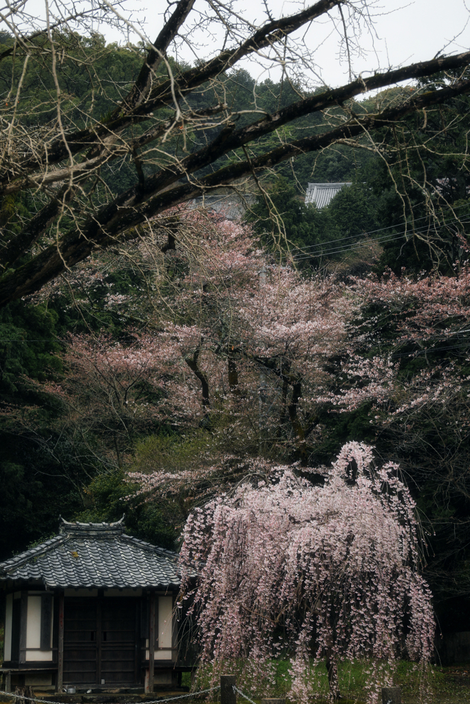 桜、競演