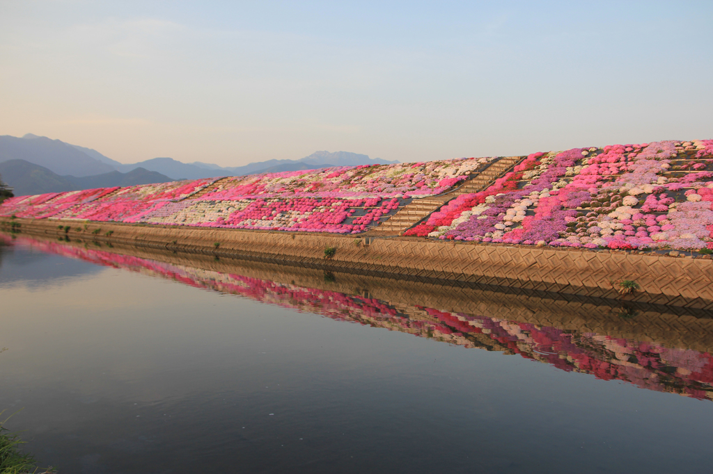 堤防の芝桜