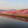 堤防の芝桜
