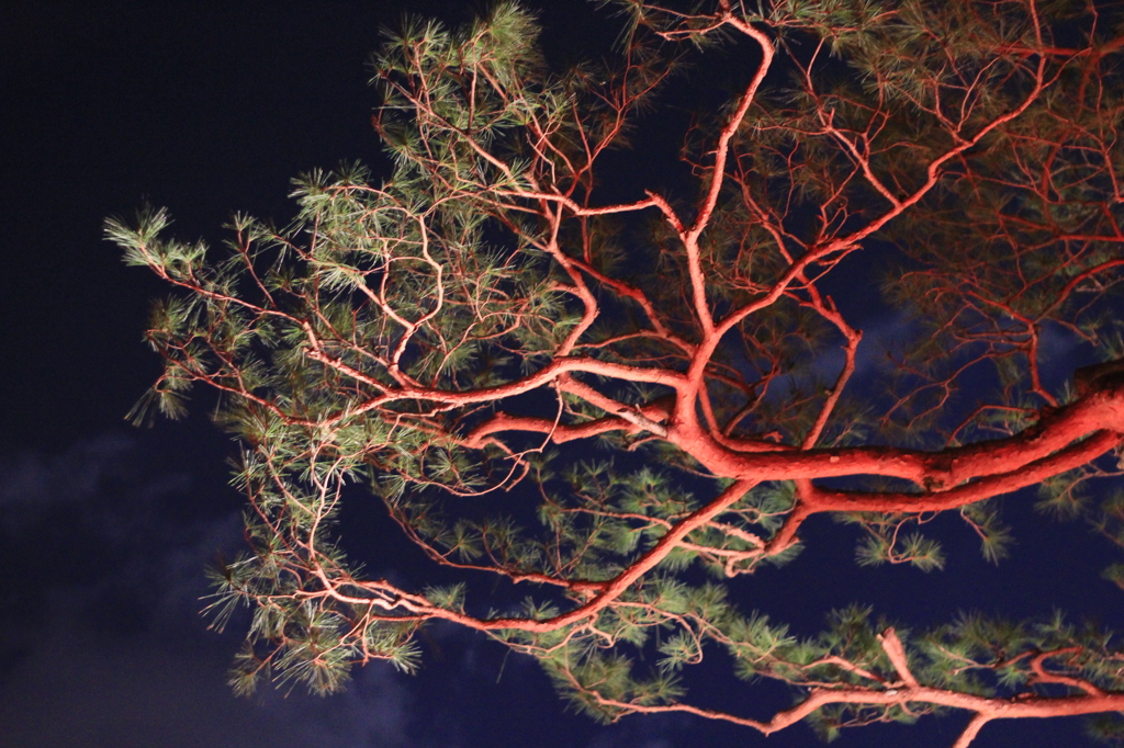 真っ赤な枝