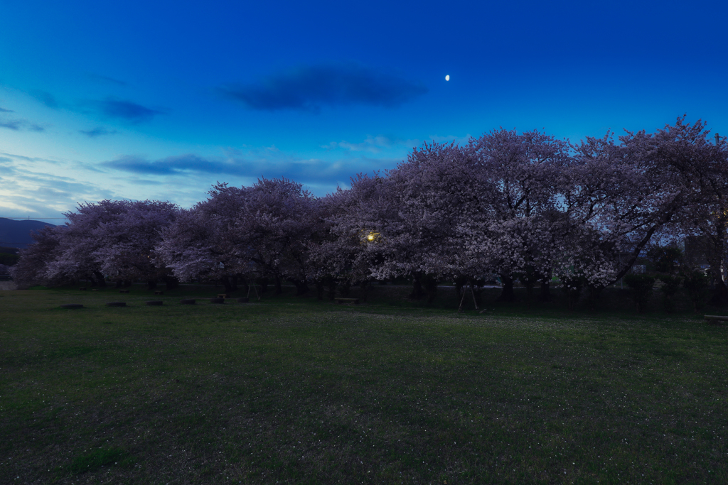 黎明桜