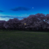 黎明桜