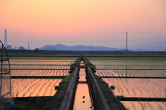 水田の夜明け