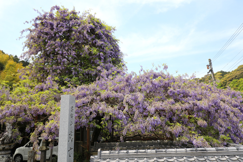 神光寺ののぼり藤