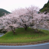ヘアピン桜