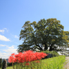 季節はずれの桜の樹
