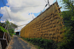 稲の壁