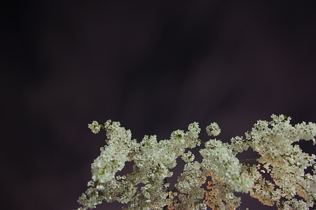 夜の枝垂れ桜