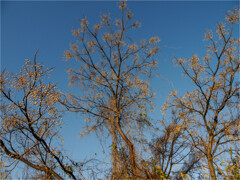 黄色い実がいっぱい