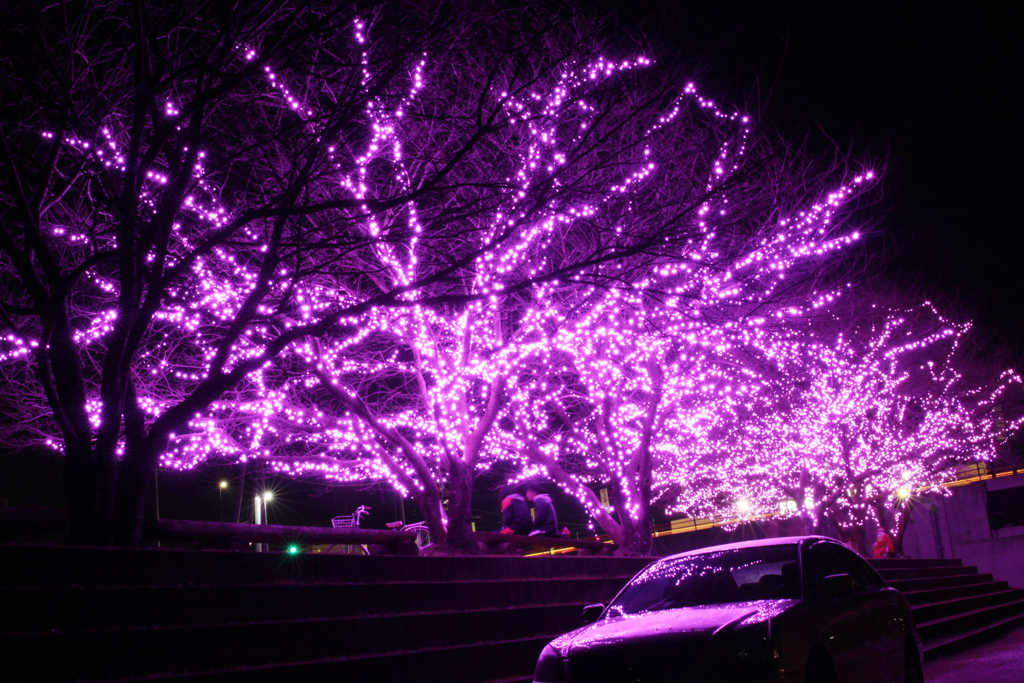 冬の桜