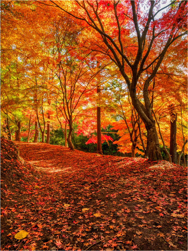 赤じゅうたんをゆく