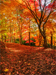 赤じゅうたんをゆく