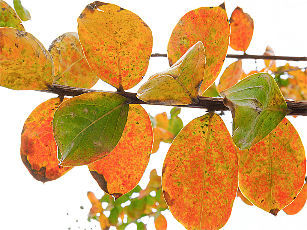 ようやく始まった秋色